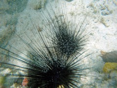 Mysid Shrimp with Longspine Sea Urchins